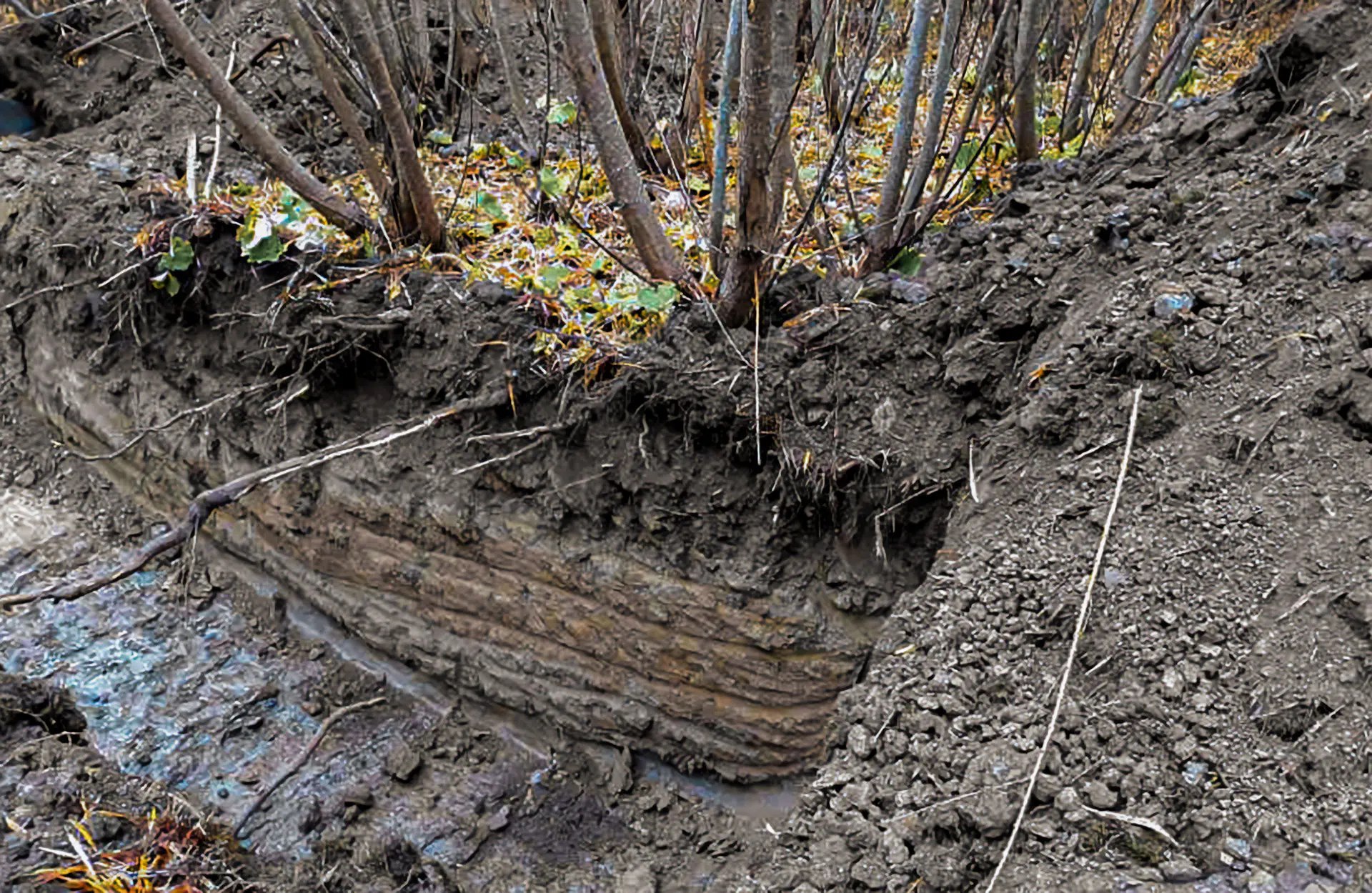 Pajun juuristoa tutkitaan lyhytkiertoviljelypellolla. Pajun juuristoa tutkitaan lyhytkiertoviljelypellolla.