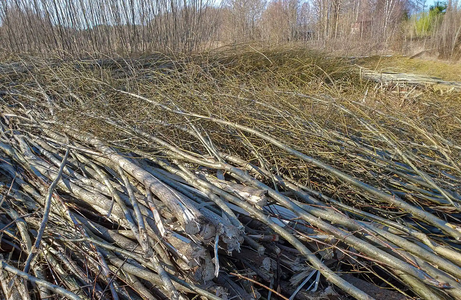 Energiapuuksi valmista raivattua pajua. Energiapuuksi valmista raivattua pajua.